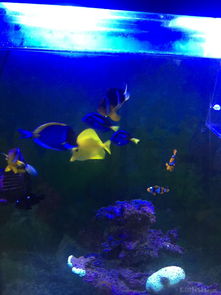 昌平北七家海水魚友出養定老魚，限同城打包自提，共探海水養殖技術交流