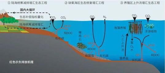 海洋負排放技術(shù) 焦念志院士領(lǐng)航，以海水養(yǎng)殖創(chuàng)新助力國家碳中和目標